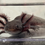 Thumbnail: "Salon Smooth" RFP Axanthic Melanoid Axolotl (Unsexed)