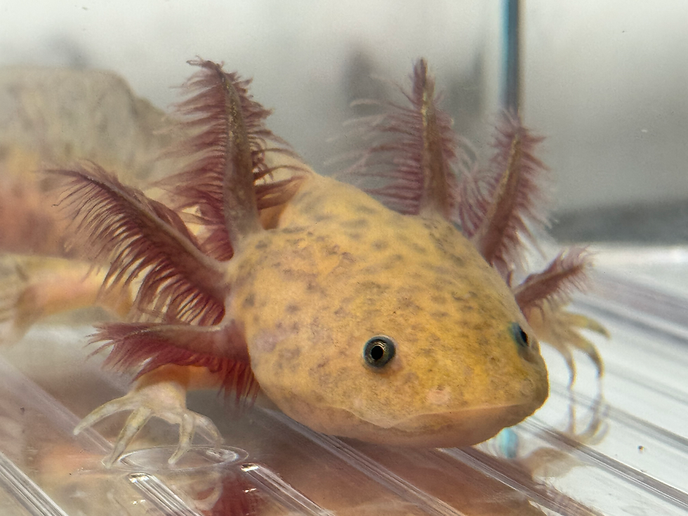 Thumbnail: "Fancy Scrub" RFP Copper Axolotl (Unsexed)
