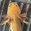 Thumbnail: "Honeyed Lemon" RFP Copper Axolotl (DNA Confirmed Female)