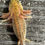 Thumbnail: "Citris Splash" RFP Hypomelanistic Axolotl (Unsexed)