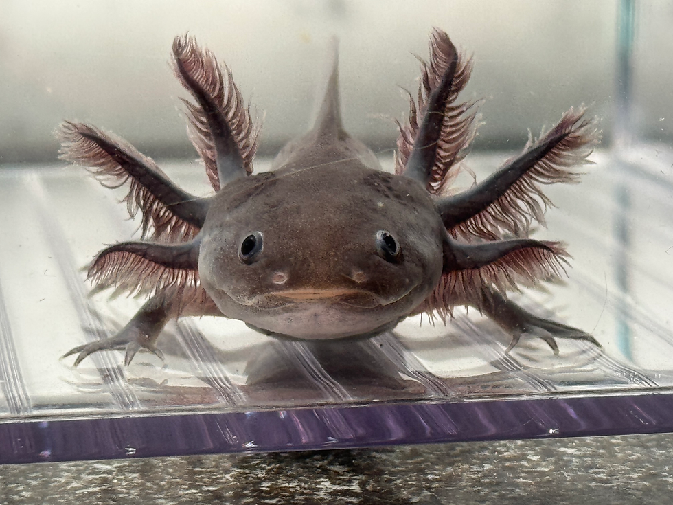 Thumbnail: "Allure Breeze" RFP Dark Melanoid Axolotl (Probable Female))