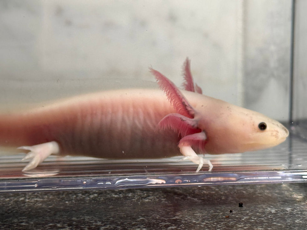 Thumbnail: "Glowing Places" RFP Leucistic Axolotl (DNA Confirmed Female)