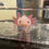 Thumbnail: "Dancing on the Ceiling" Leucistic Melanoid Axolotl (Confirmed Male)