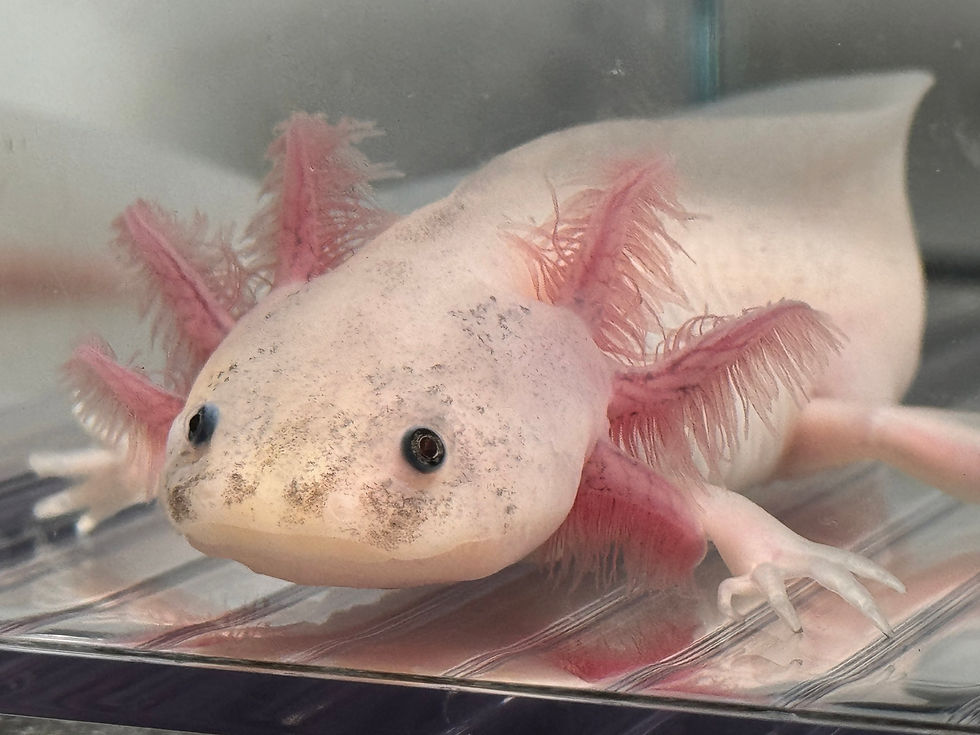 Thumbnail: "Red Heads Ahead" Dirty RFP Leucistic Axolotl (DNA Confirmed Male)