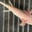 Thumbnail: "Powerful Pink" Leucistic Axolotl (DNA Confirmed Male)