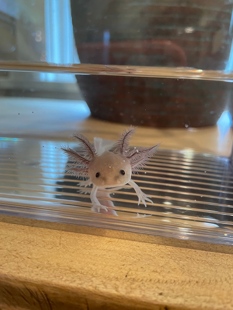 "Sears" Copper Melanoid Axolotl