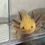 Thumbnail: "Honeyed Lemon" RFP Copper Axolotl (DNA Confirmed Female)