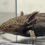 Thumbnail: "Herbal Halo" RFP Wildtype Axolotl (Unsexed)