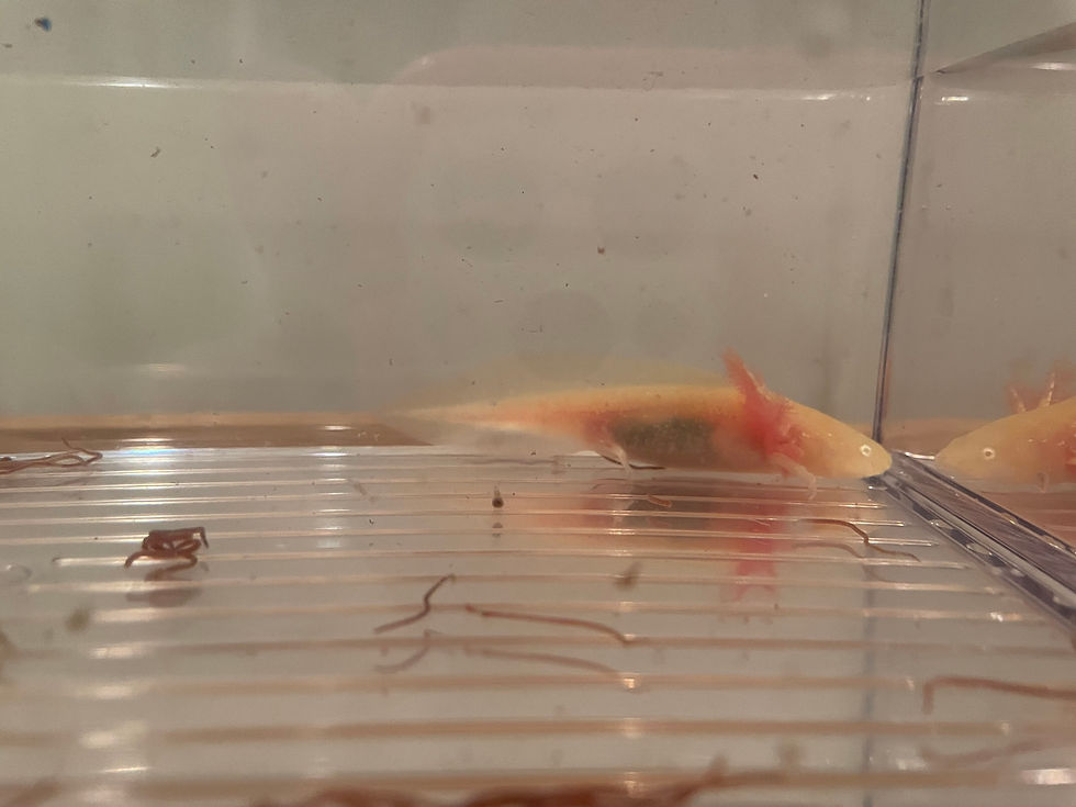Thumbnail: "Goo Gone" High Iridophore GFP Golden Albino