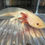 Thumbnail: "Wheatie" Light Hypomelanistic Melanoid Axolotl