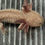 Thumbnail: "Toastie" Spotted Hypomelanistic Melanoid (Confirmed Male)