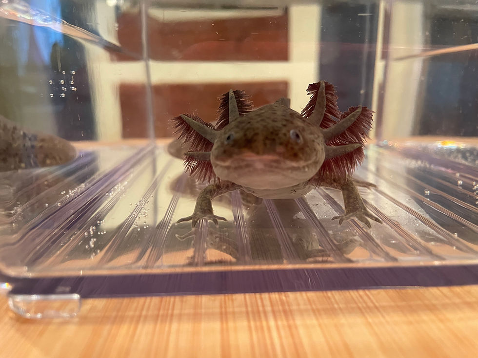 Thumbnail: "Q-tip" Wildtype Axolotl (Presumed Female)