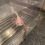 Thumbnail: "Super Freak" Leucistic Melanoid Axolotl