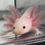 Thumbnail: "Charles" Leucistic Axolotl (DNA Proven Female)
