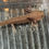 Thumbnail: "Aluminum" Hypomelanistic Axanthic Melanoid Axolotl