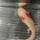 Thumbnail: "Nutter Butter" Hypomelanistic Melanoid Copper Axolotl (Probable Female)
