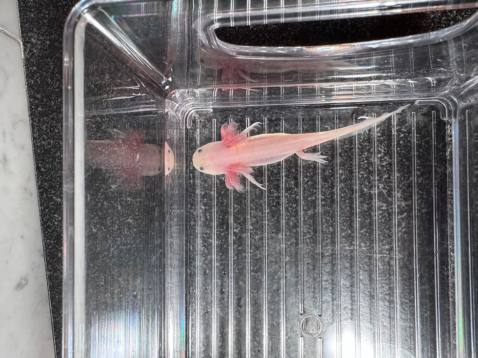 Thumbnail: "Wollaston" Leucistic Axolotl (DNA Confirmed Male)
