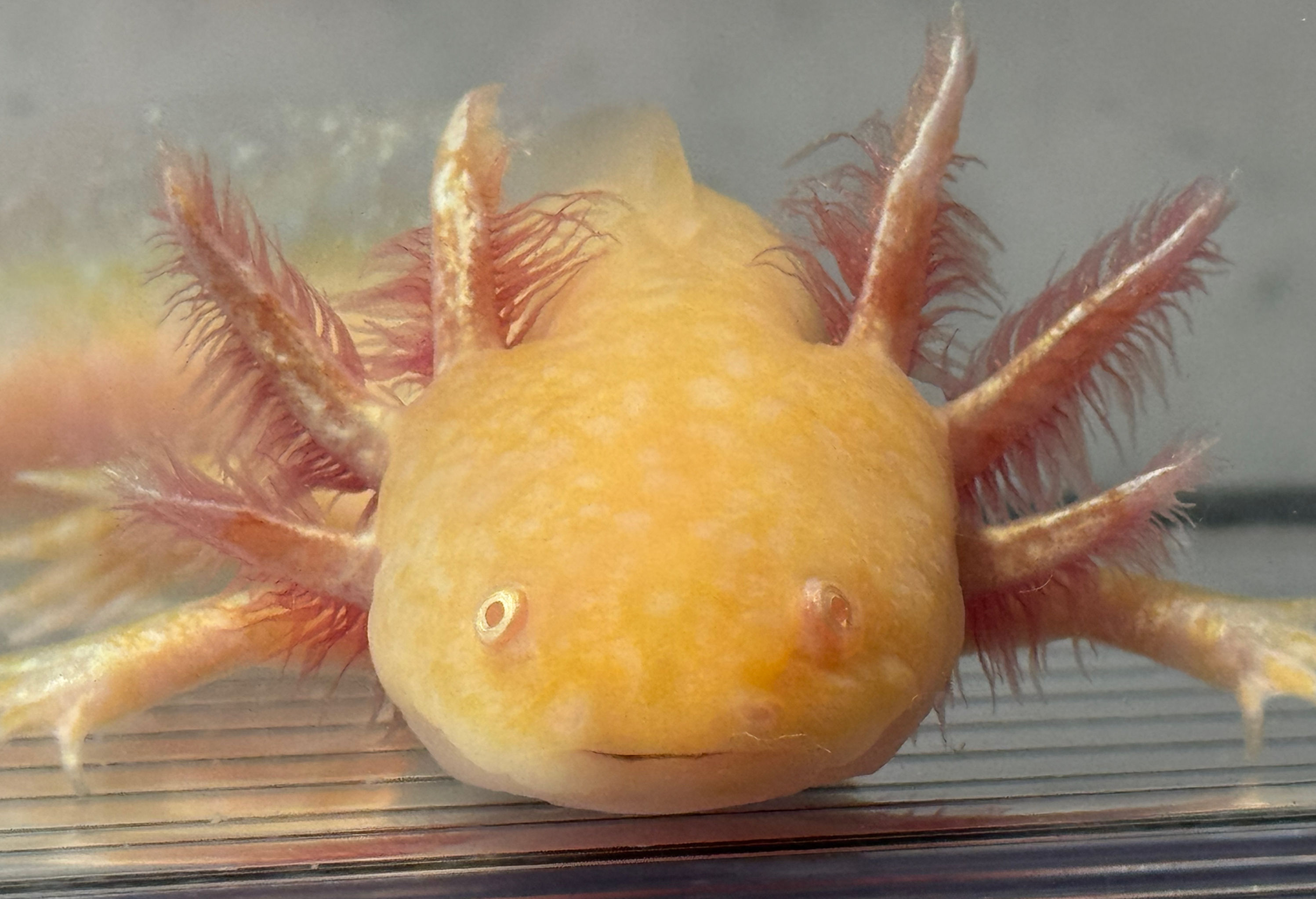 "Citrus Sensations" RFP Golden Albino Axolotl (DNA Confirmed Male)