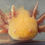 Thumbnail: "Citrus Sensations" RFP Golden Albino Axolotl  (DNA Confirmed Male)