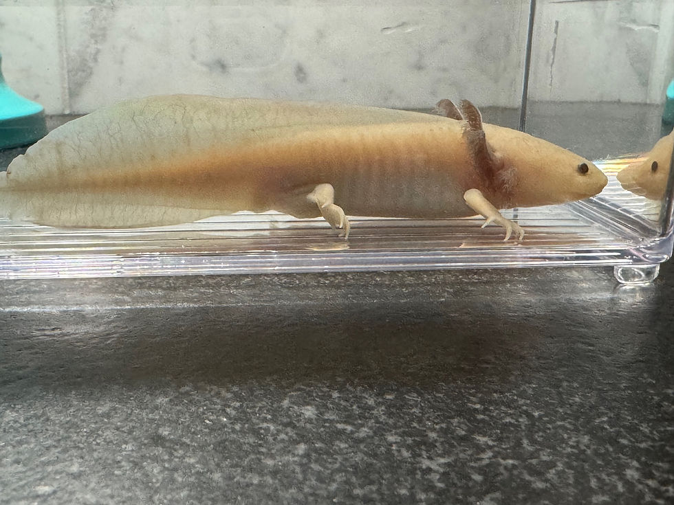 Thumbnail: "Pop Tart Crunch" Light Hypomelanistic Melanoid Axolotl