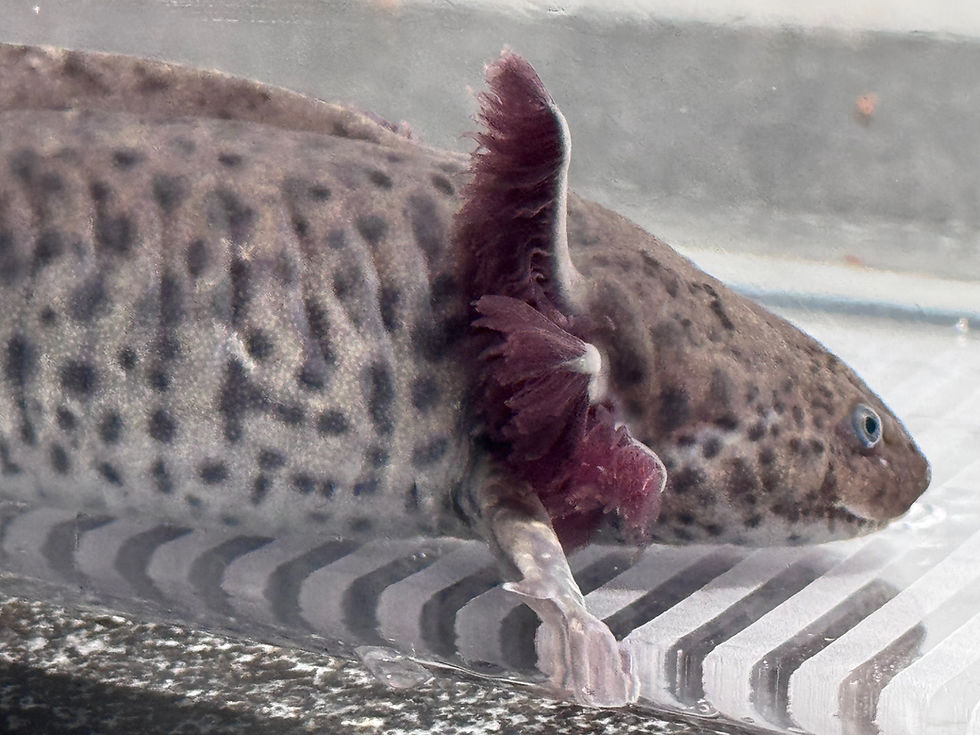 Thumbnail: "Glitz Grove" Wildtype Axolotl (DNA Confirmed Female)