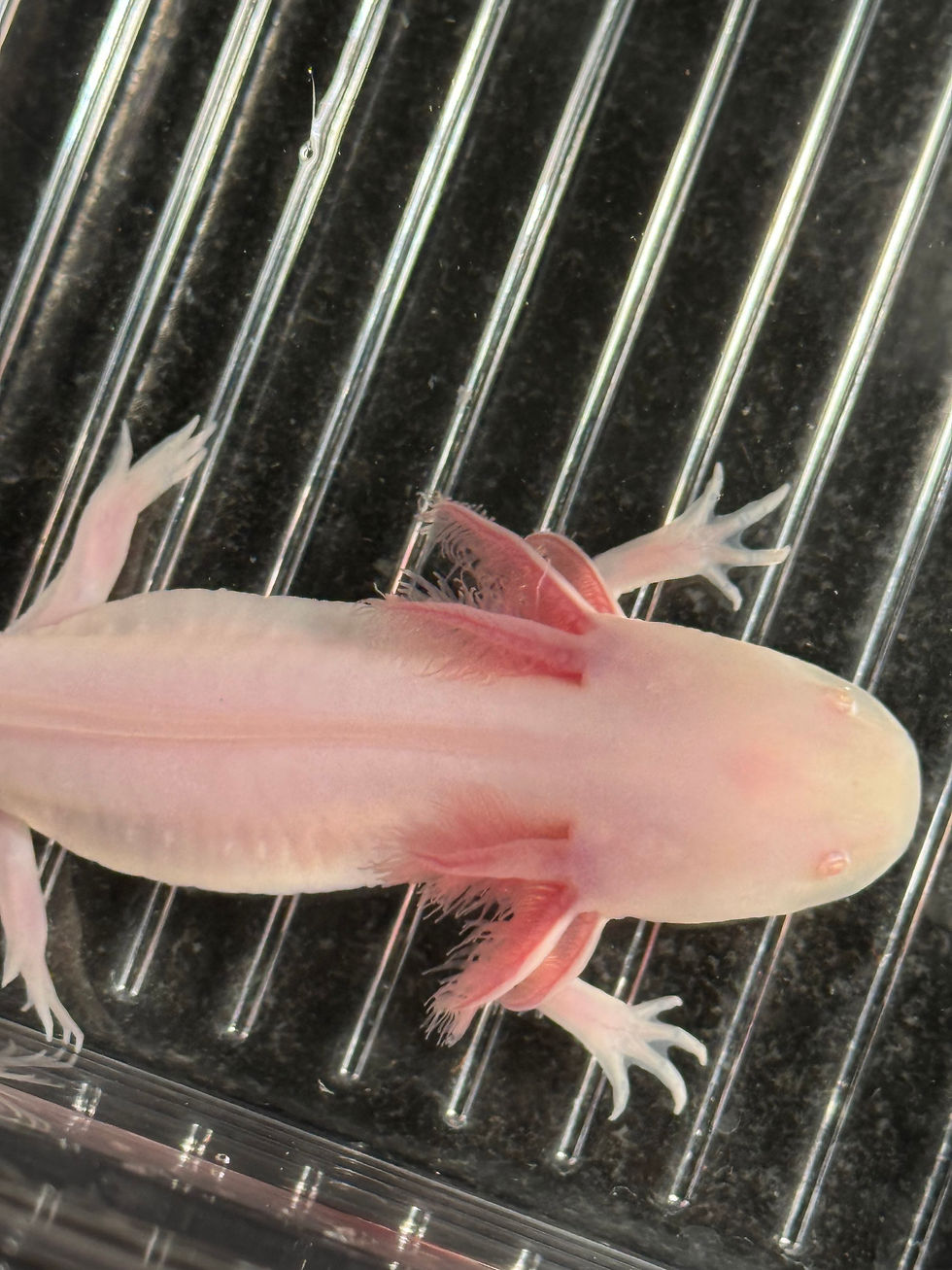 Thumbnail: "Megawatt Hot" RFP White Albino Axolotl (DNA Confirmed Male)