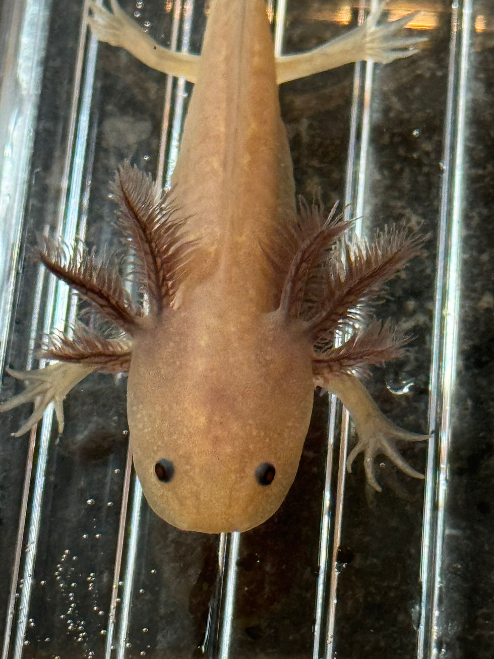 Thumbnail: "Oxygen" Hypomelanistic Melanoid Axolotl (DNA Confirmed Male)