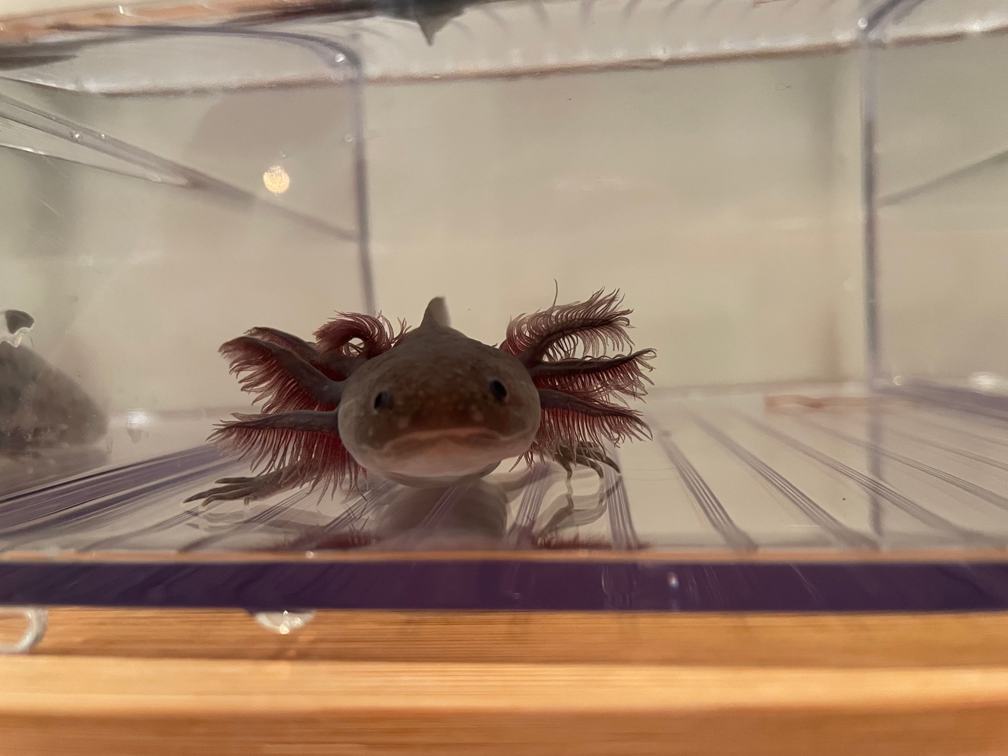 "Snuggle" Melanoid Axolotl