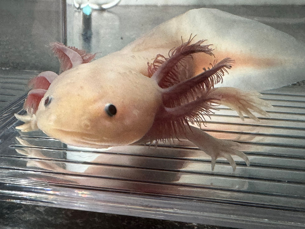 Thumbnail: "Thin Mint" Light Hypomelanistic Melanoid Axolotl (Confirmed Male)