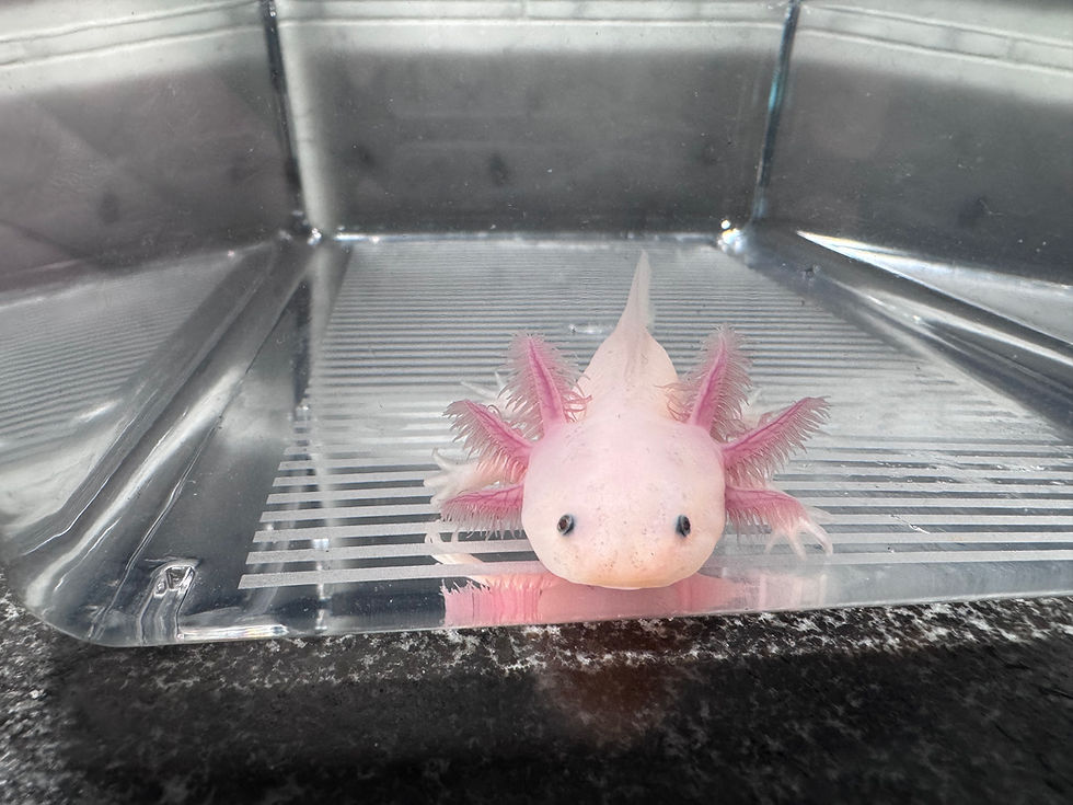 Thumbnail: "Downtown Crossing" Leucistic Axolotl (Unsexed)