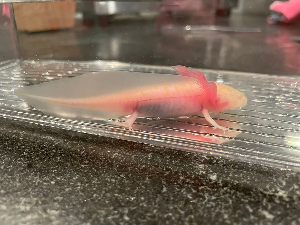 Thumbnail: "Kix" Hypomelanistic White Albino Melanoid Axolotl