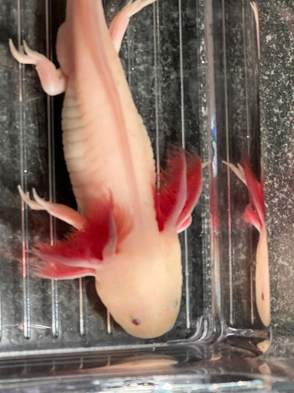 Thumbnail: "Tiger Paw" Hypomelanistic Copper Melanoid Axolotl (Confirmed Male)