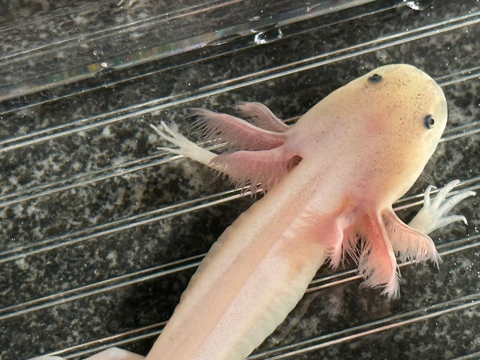 Thumbnail: "Red My Fortune Cookie" RFP Leucistic Axolotl (DNA Confirmed Male)