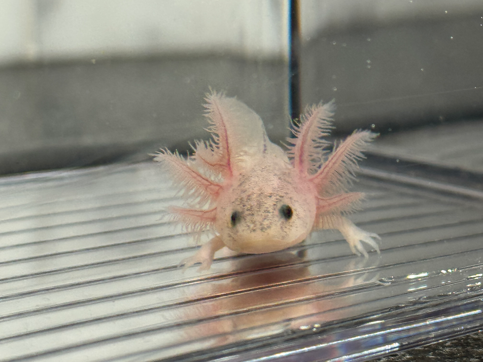 Thumbnail: "Back Bay" Dirty Leucistic Axolotl (Unsexed)