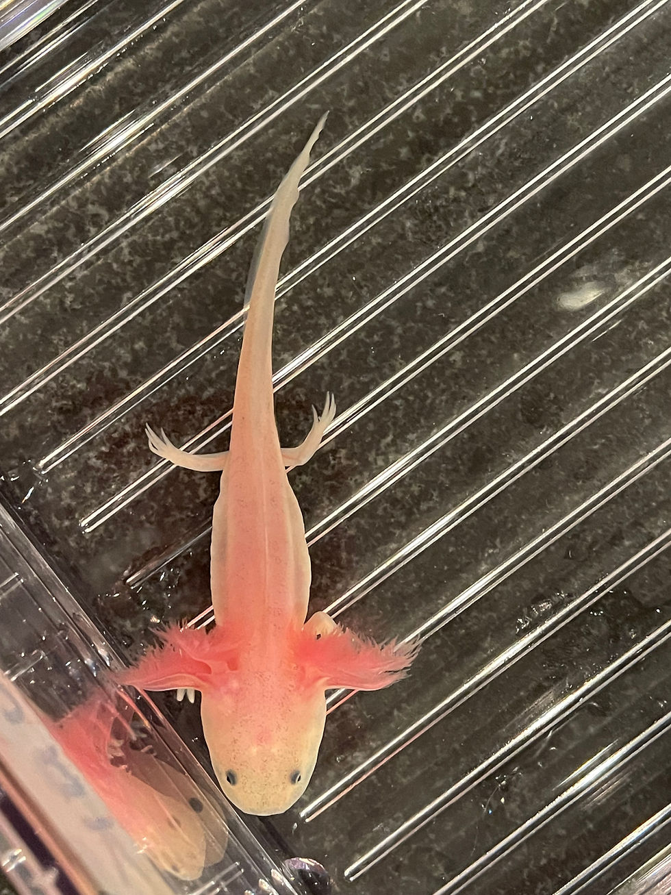 Thumbnail: "Chunk" Lightly Speckled Leucistic Axolotl