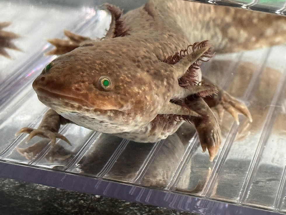 Thumbnail: "Starbuck" GFP Starburst Copper Axolotl (Confirmed Male)