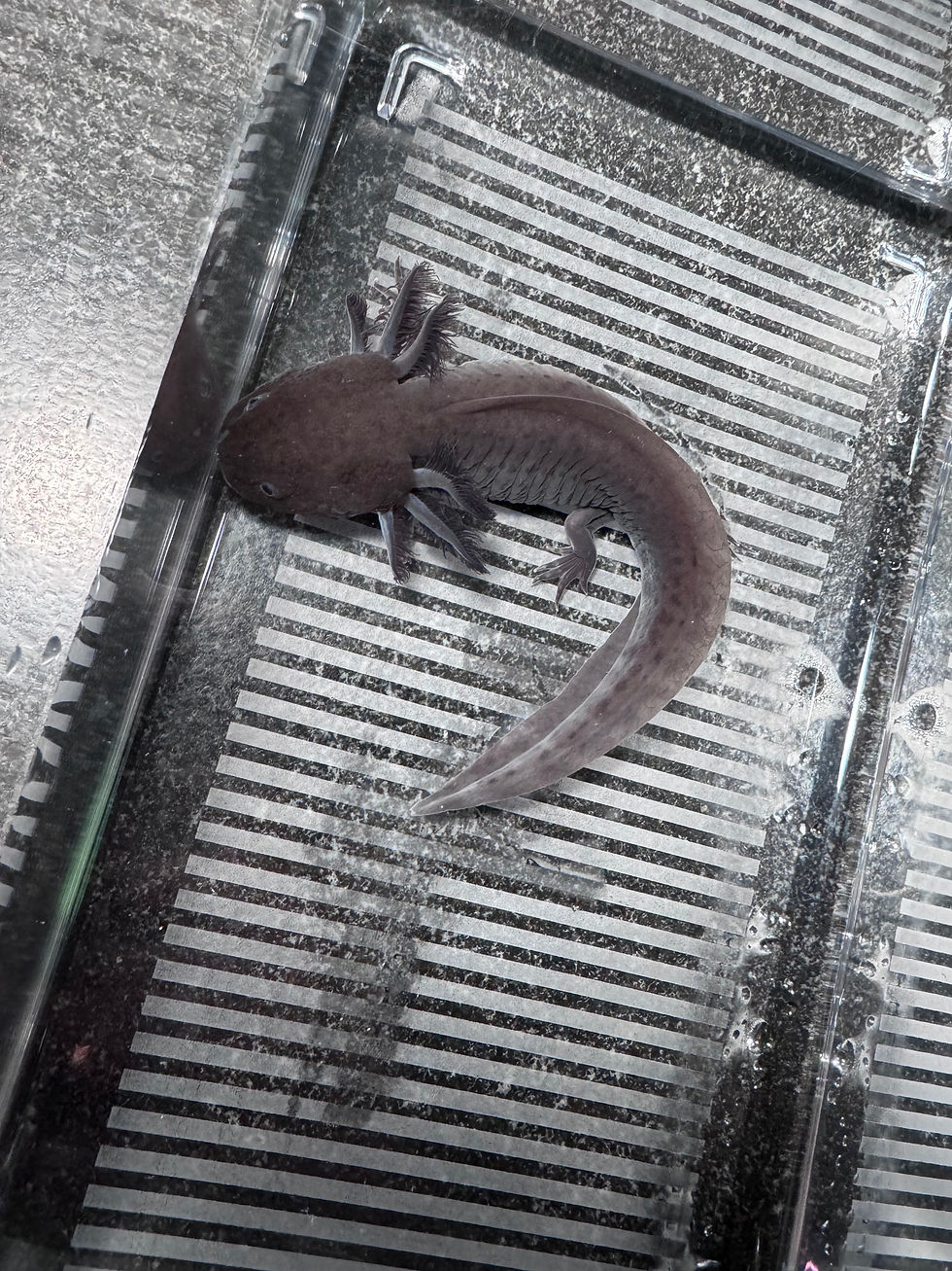 Thumbnail: "Sponge Like" Dark Melanoid Axolotl (Probable Female)