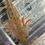Thumbnail: "Own It" Wildtype Axolotl (DNA Confirmed Male)