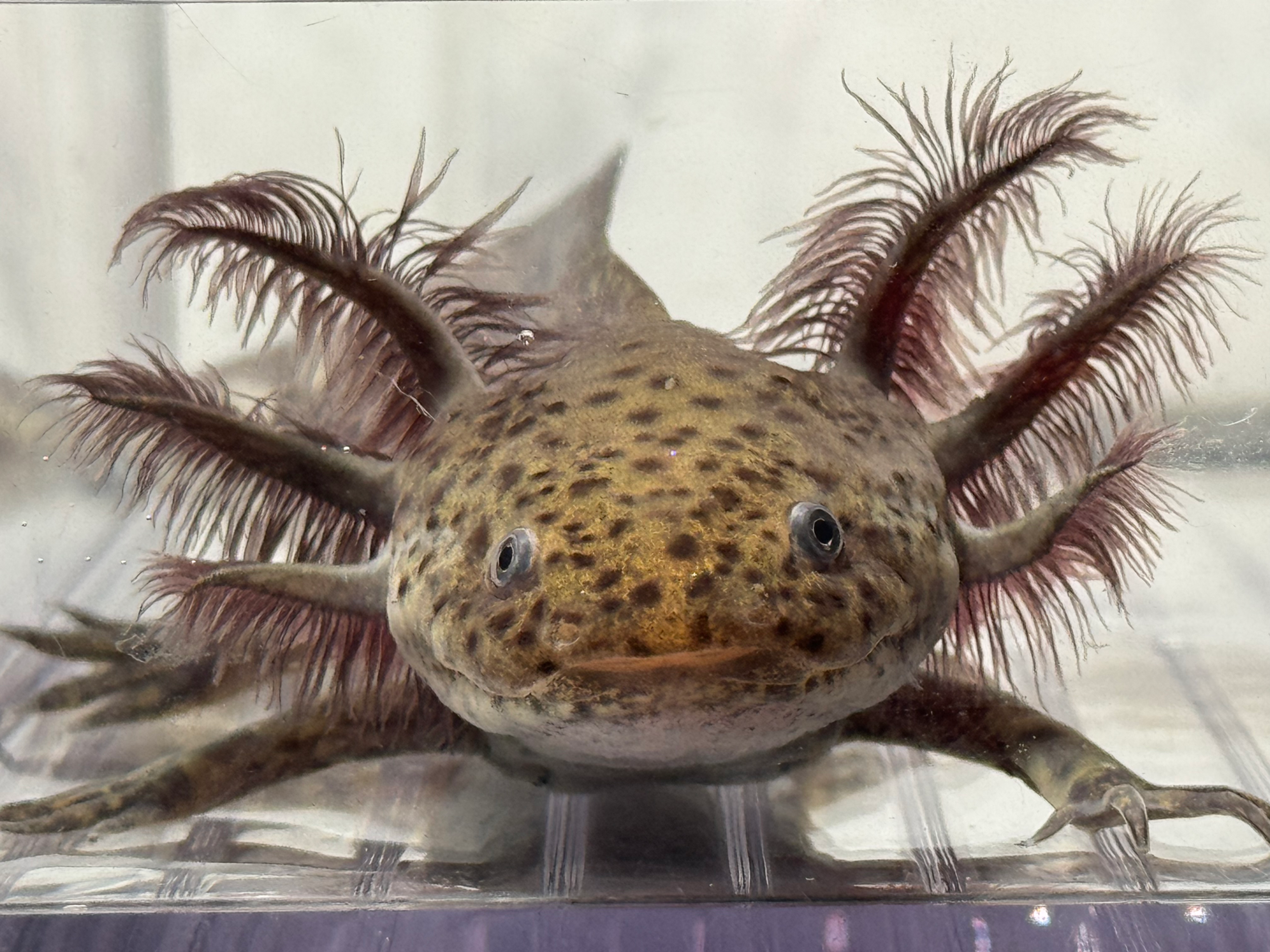 "Spring Hair" RFP Wildtype Axolotl (Visually Confirmed Male)