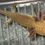 Thumbnail: "Honeyed Lemon" RFP Copper Axolotl (DNA Confirmed Female)