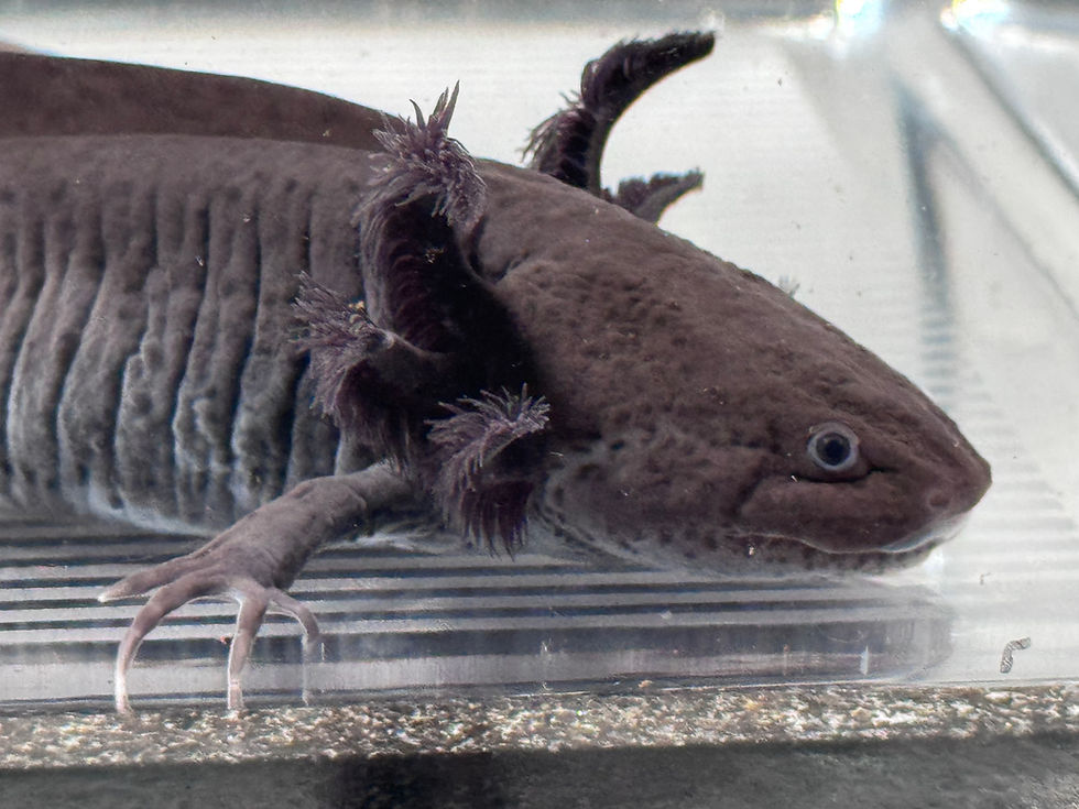 Thumbnail: "EmberSilk" Axanthic Melanoid Axolotl (Visually Confirmed Male)