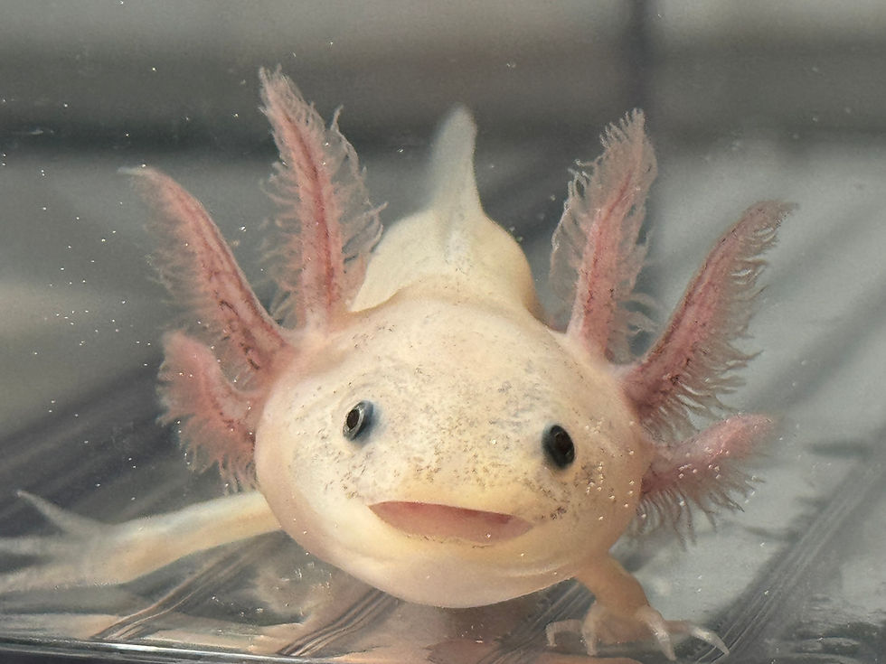 Thumbnail: "Dutch Tulips" Leucistic Axolotl (DNA Confirmed Female)