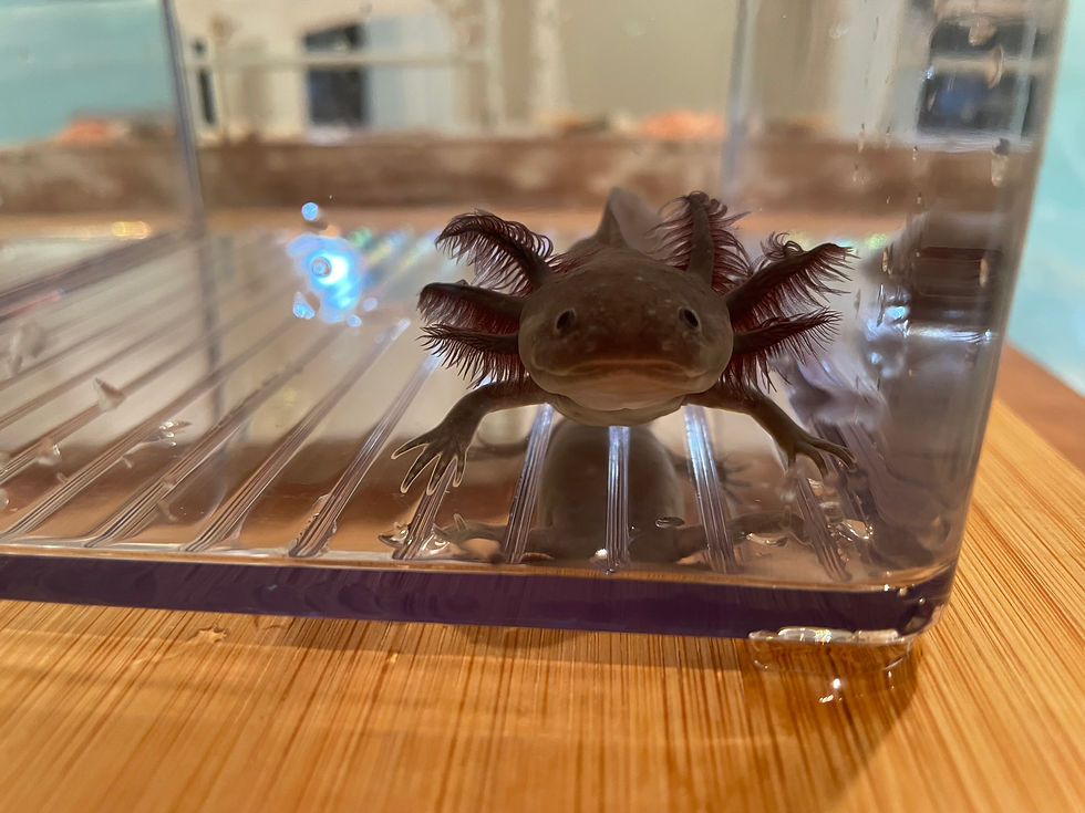 Thumbnail: "Brawny" Melanoid Axolotl