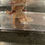 Thumbnail: "Macy" High Iridophore Copper Axolotl (Confirmed Male)