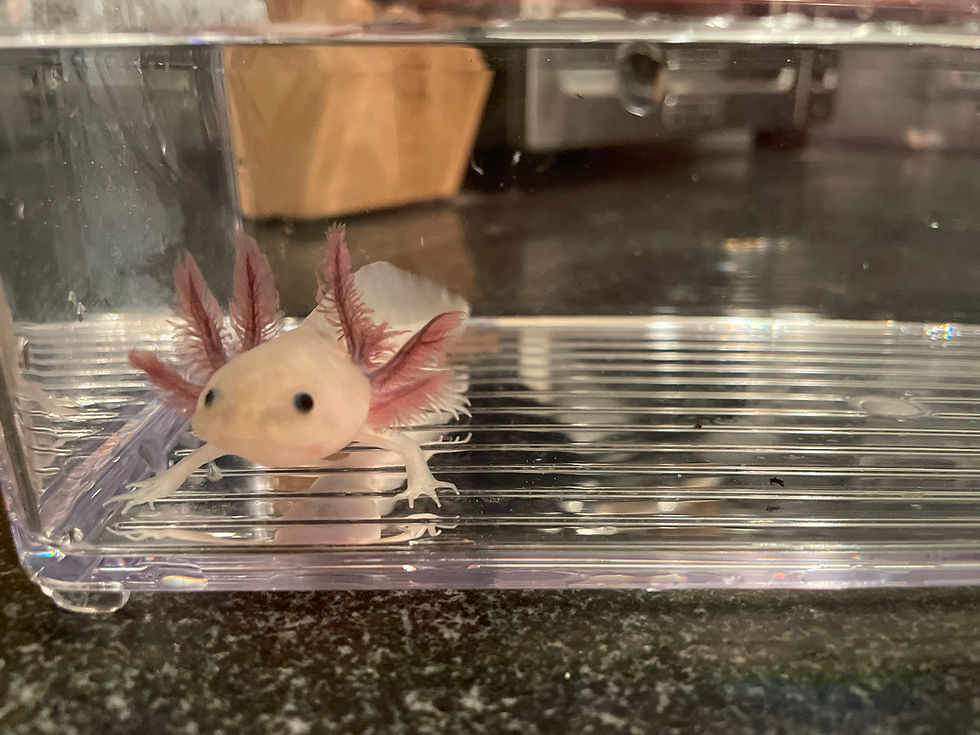 Thumbnail: "Mini Cookie Bite" Super Hypomelanistic Melanoid Axolotl