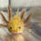 Thumbnail: "Sunny Shine" RFP Hypomelanistic Axolotl (Unsexed)