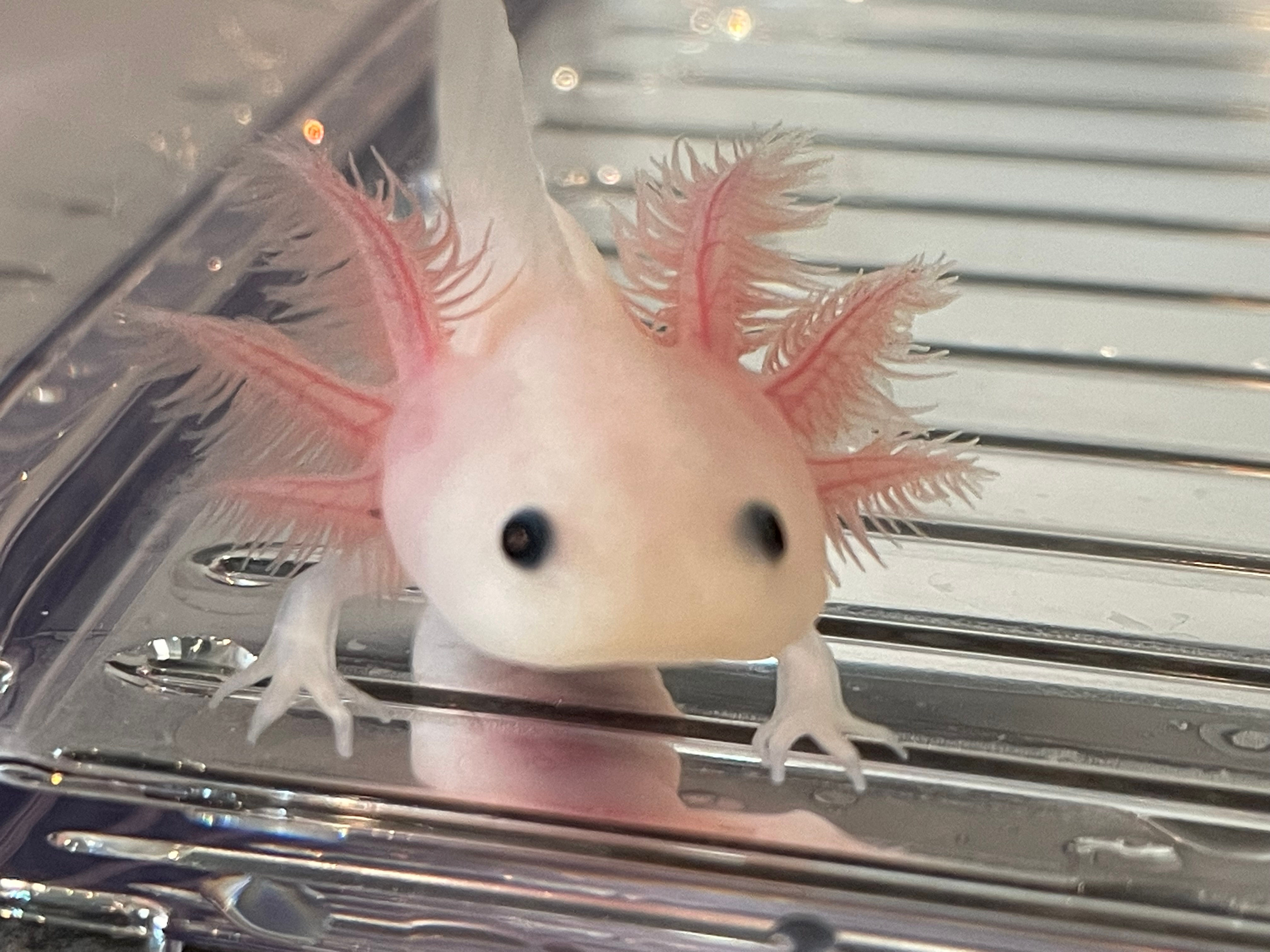 "Toy Soldiers" Leucistic Melanoid Axolotl