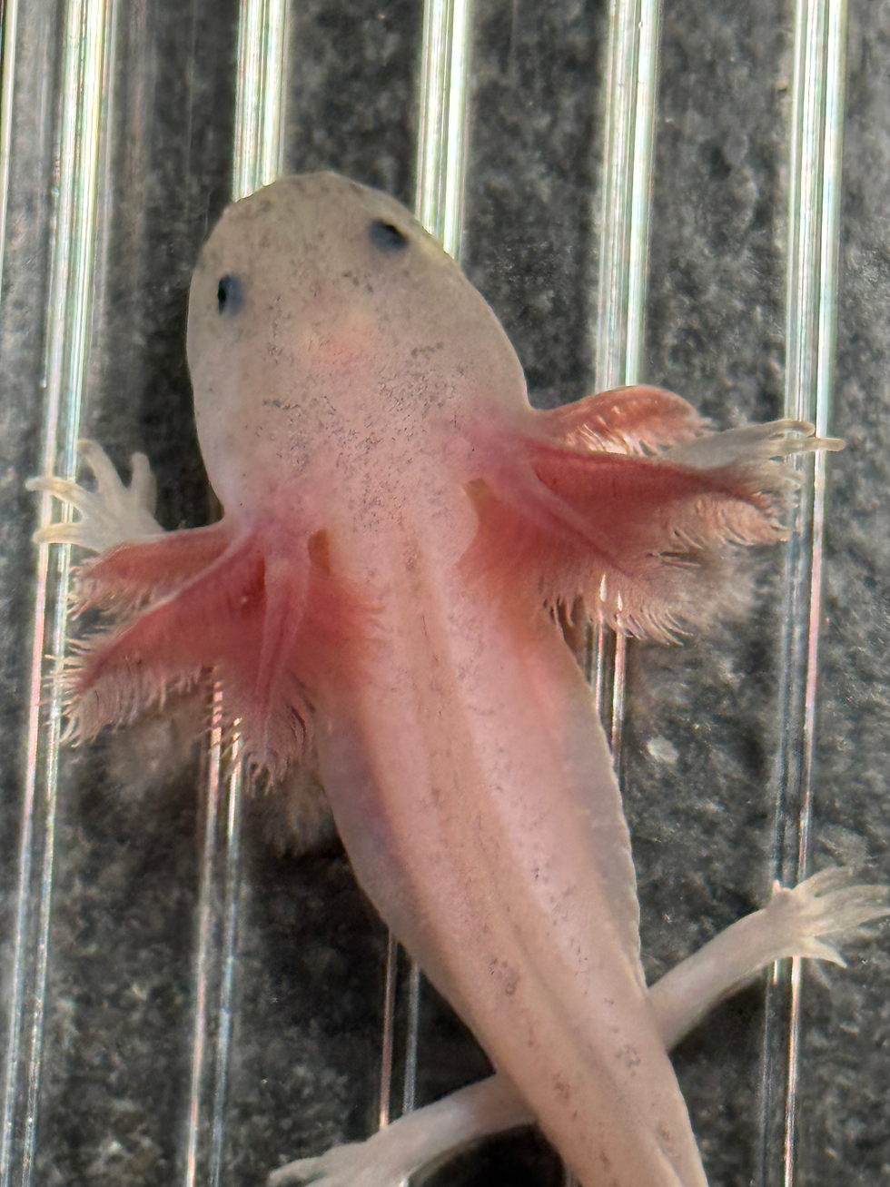 Thumbnail: "Fenway" Dirty Leucistic Axolotl (DNA Confirmed Female)
