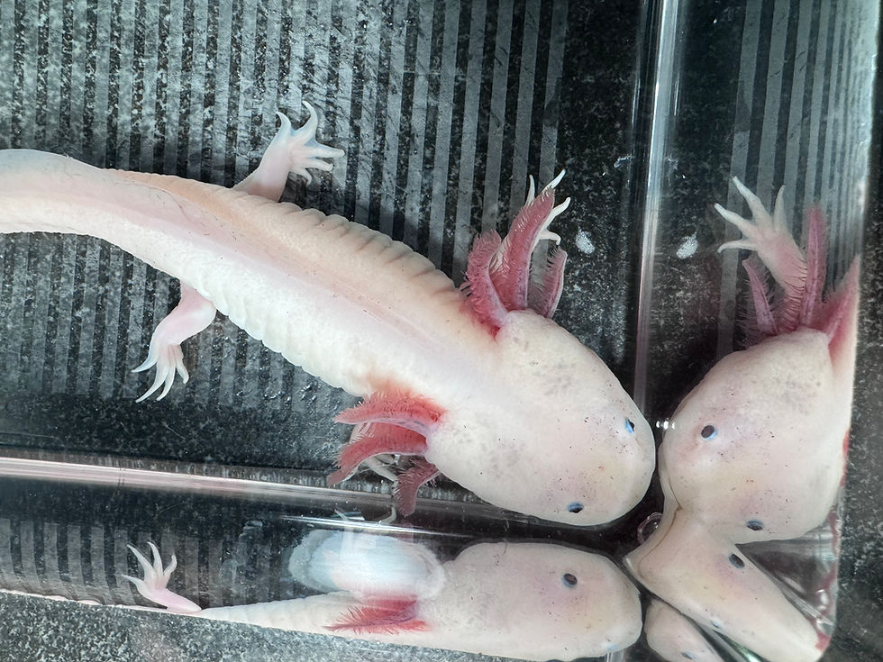 Thumbnail: "Raspberry Beret" RFP Leucistic Axolotl (Visually Confirmed Male)