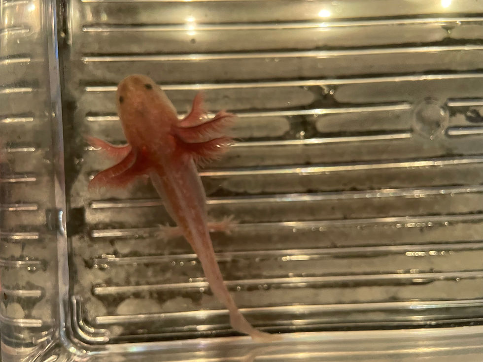 Thumbnail: "Nestle" Melanoid Axanthic Copper (MAC) Axolotl